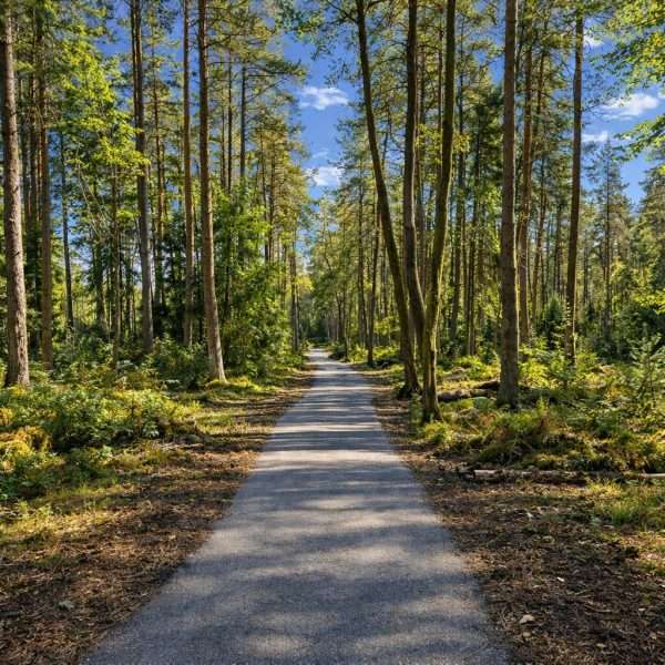 Corse Woods near Banchory