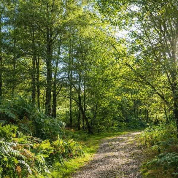 Scolty Hill Woodland Trails near Banchory