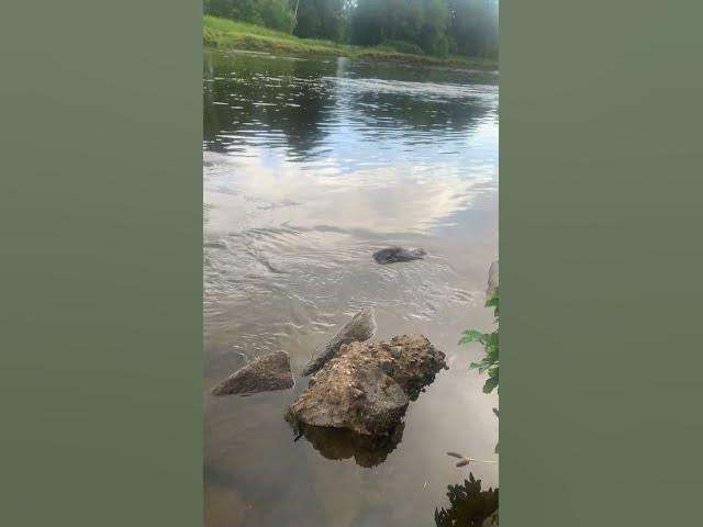 The Natural Sound Of The River Dee